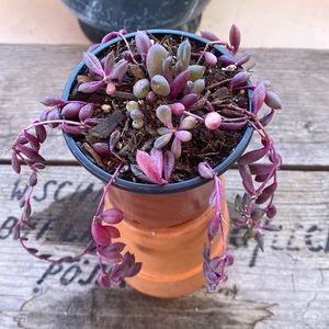 COPY - Ruby Pearls life plant / organic